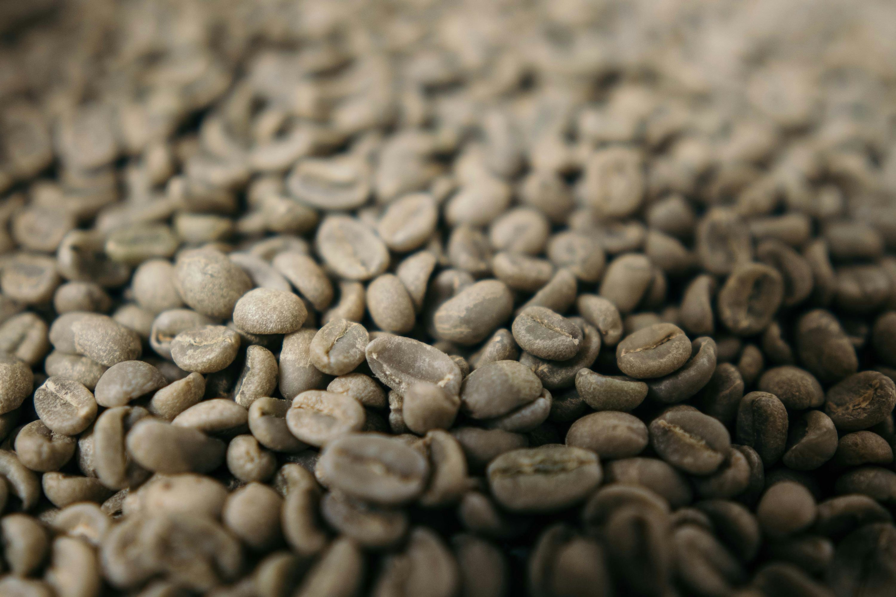 Close-up of glossy medium-roast coffee beans, densely packed and richly colored
