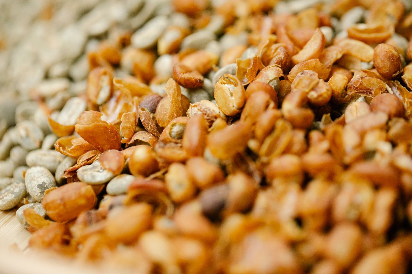 Close-up of unroasted coffee bean halves with husk drying in the sun